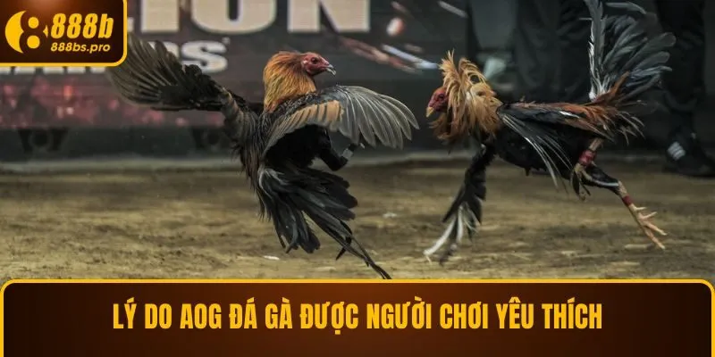 Lý do AOG đá gà được người chơi yêu thích