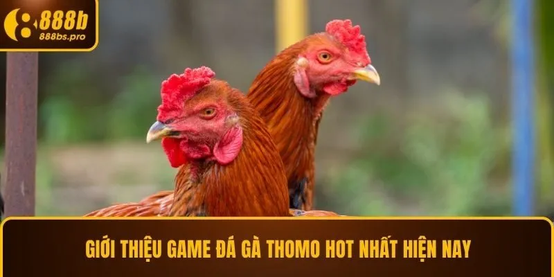 Giới thiệu game đá gà Thomo hot nhất hiện nay