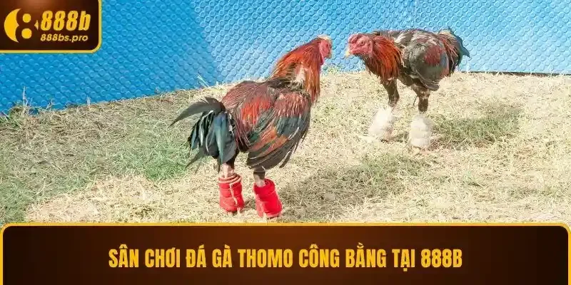 Sân chơi đá gà Thomo công bằng tại 888B