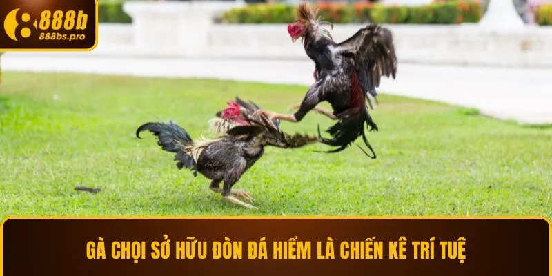 Gà chọi sở hữu đòn đá hiểm là chiến kê trí tuệ 