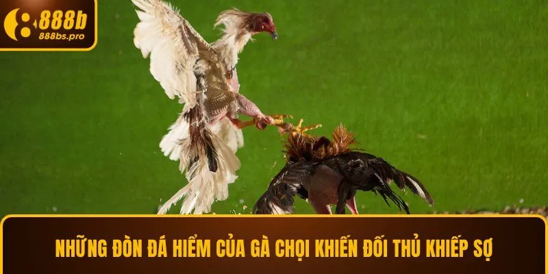 những đòn đá hiểm của gà chọi