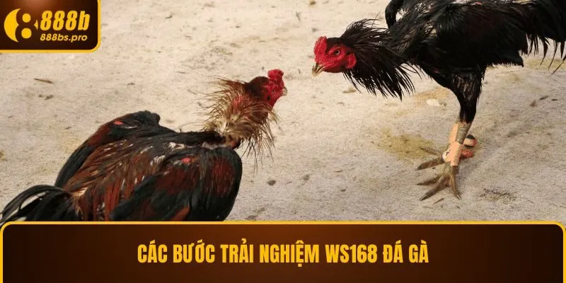 Các bước trải nghiệm WS168 đá gà